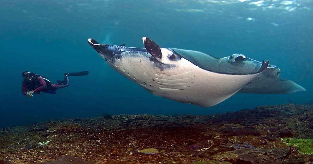 2017 underwater bali indonesia 1